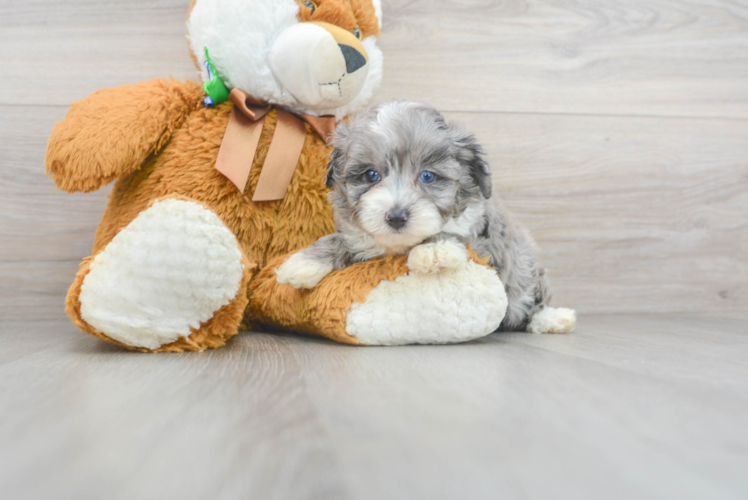 Sweet Mini Aussiedoodle Baby