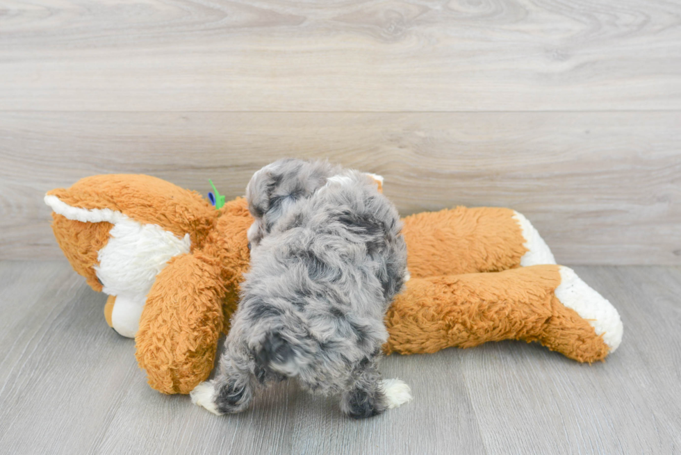 Mini Aussiedoodle Puppy for Adoption