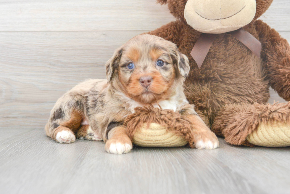 Petite Mini Aussiedoodle Poodle Mix Pup