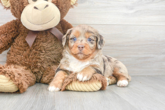 Smart Mini Aussiedoodle Poodle Mix Pup