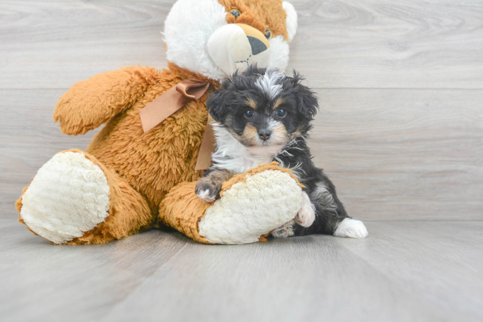 Mini Aussiedoodle Pup Being Cute