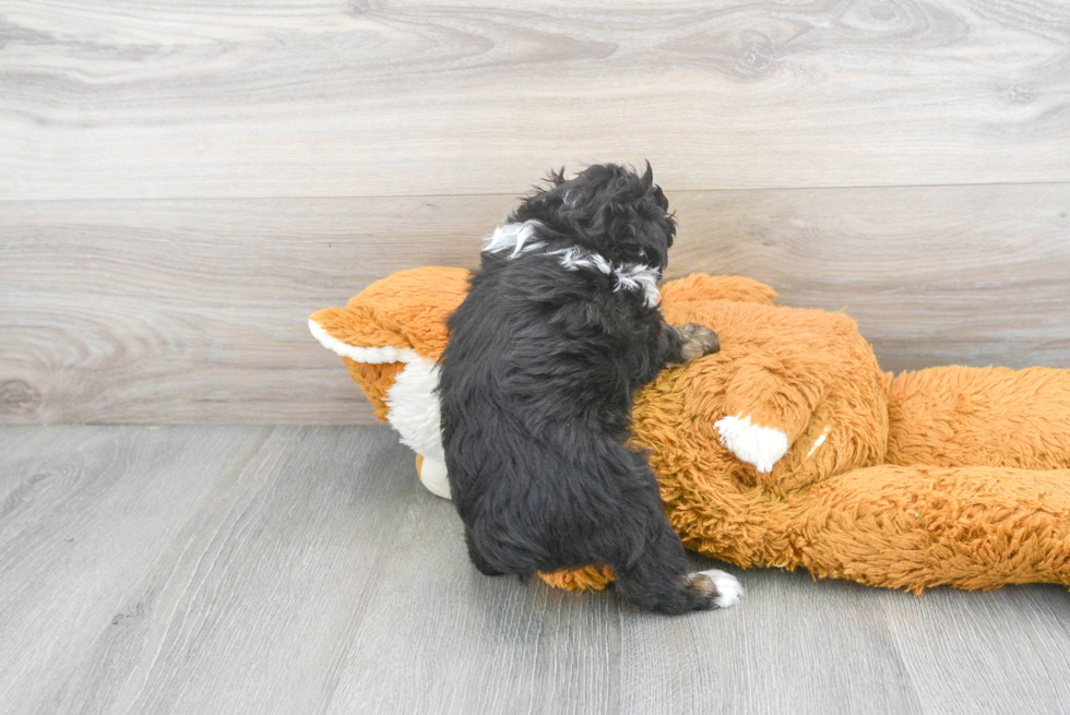 Little Aussiepoo Poodle Mix Puppy