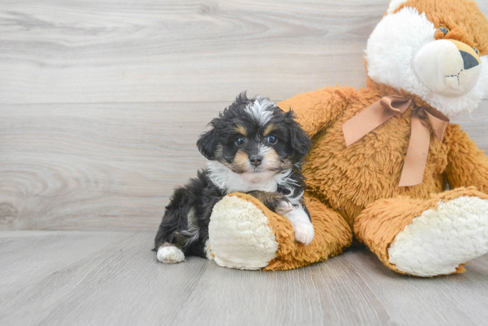 Mini Aussiedoodle Pup Being Cute