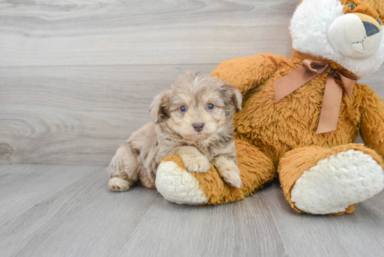 Best Mini Aussiedoodle Baby