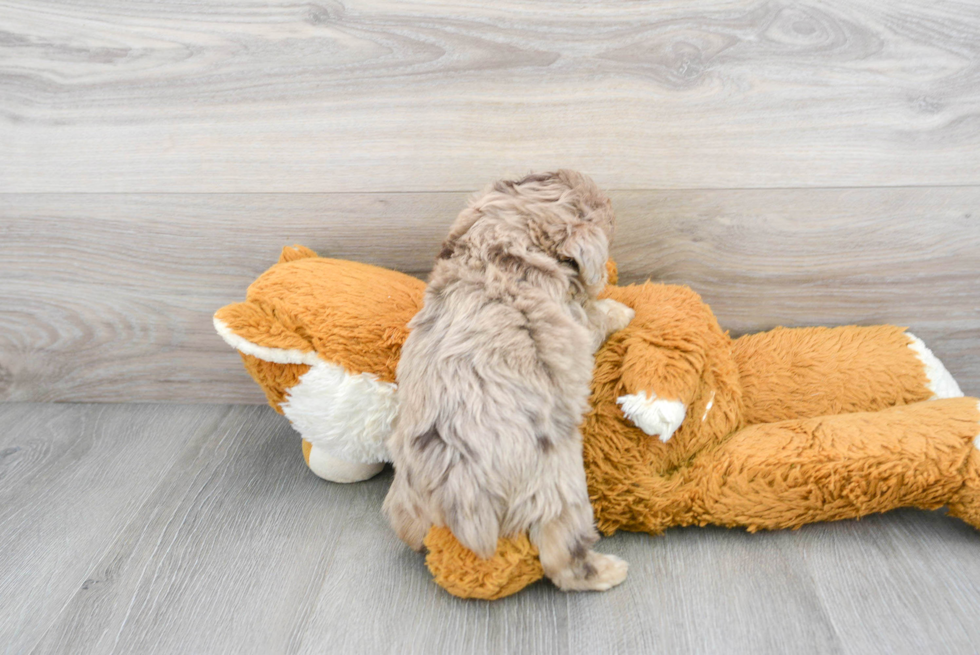 Energetic Aussiepoo Poodle Mix Puppy