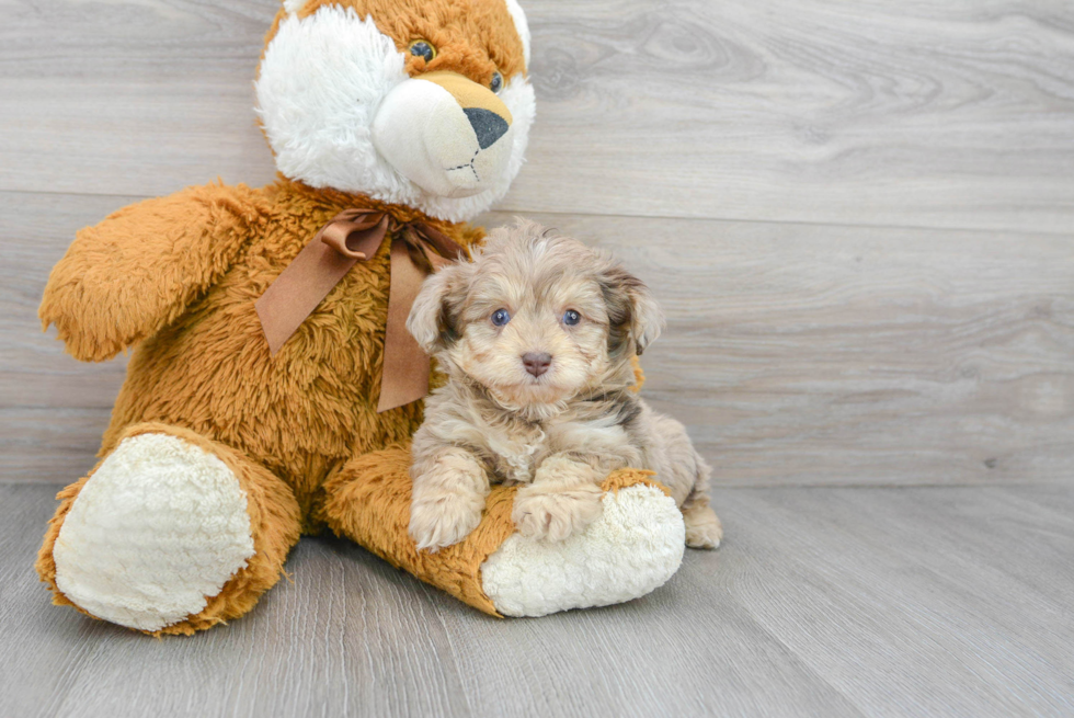 Smart Mini Aussiedoodle Poodle Mix Pup