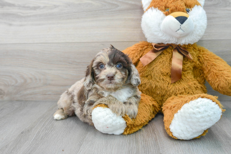 Sweet Mini Aussiedoodle Baby