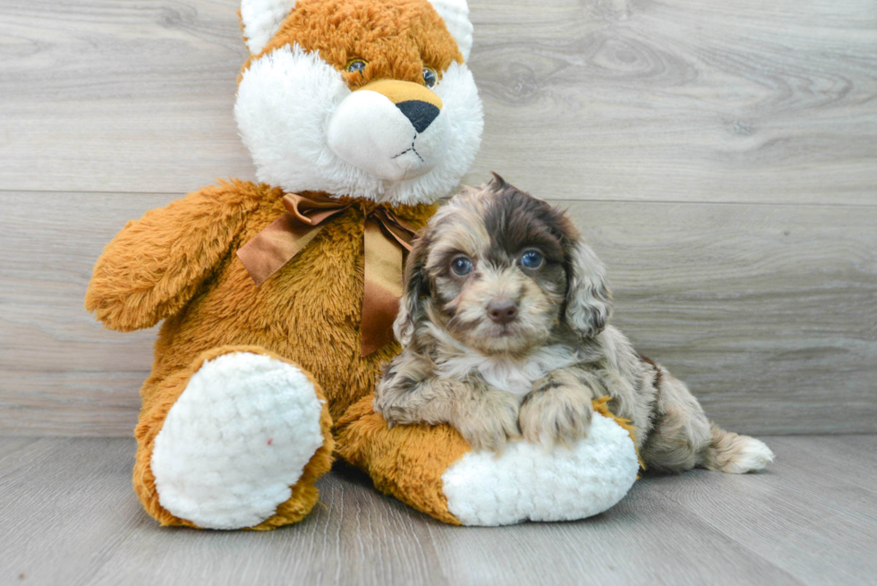 Popular Mini Aussiedoodle Poodle Mix Pup