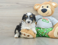 8 week old Mini Aussiedoodle Puppy For Sale - Premier Pups