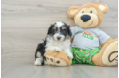 Mini Aussiedoodle Puppy for Adoption