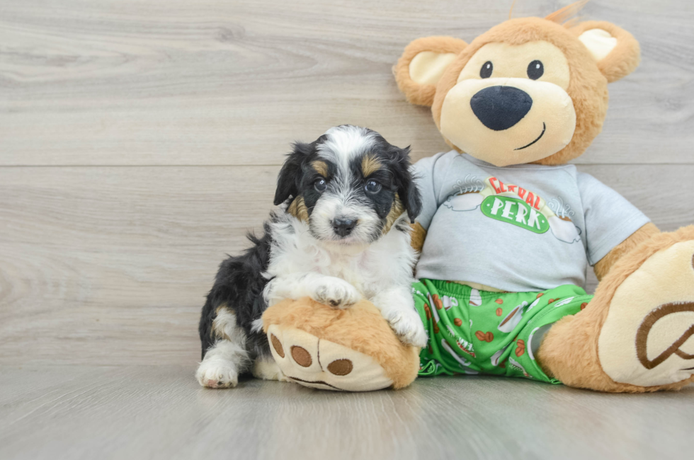 6 week old Mini Aussiedoodle Puppy For Sale - Premier Pups