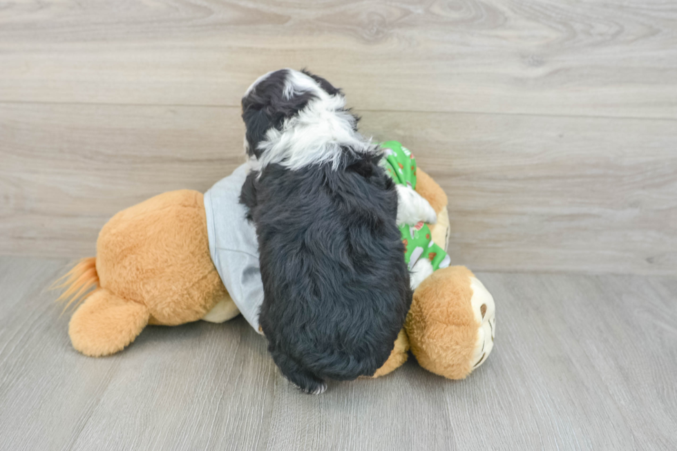 Best Mini Aussiedoodle Baby