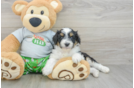 Little Mini Aussiepoo Poodle Mix Puppy