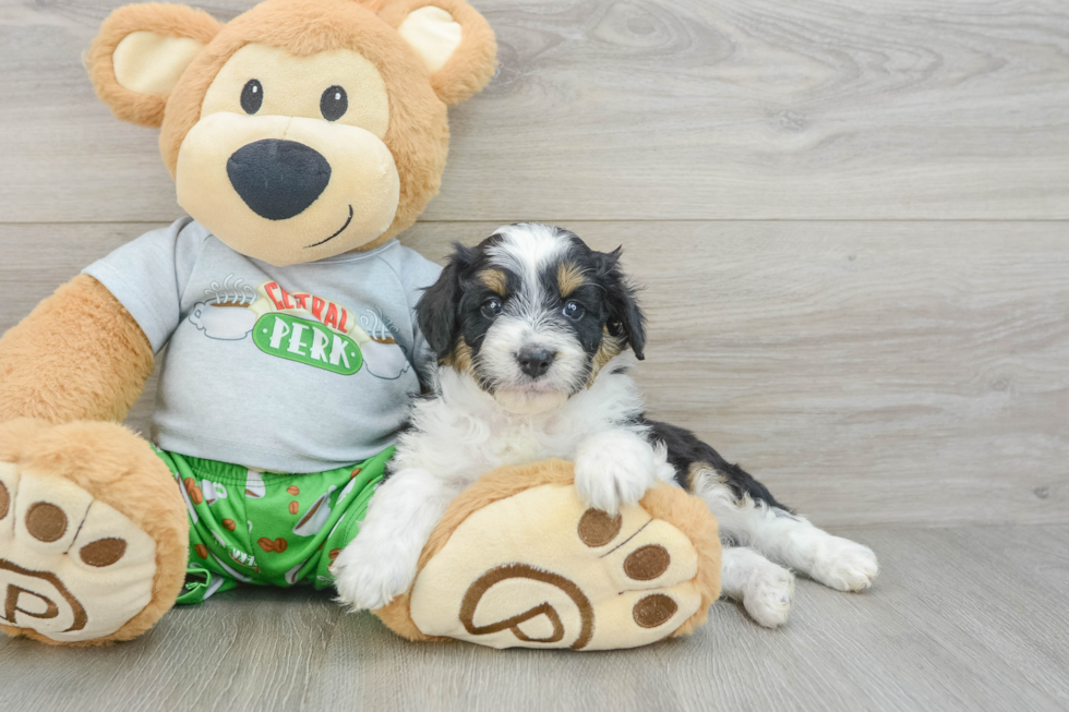 Little Mini Aussiepoo Poodle Mix Puppy