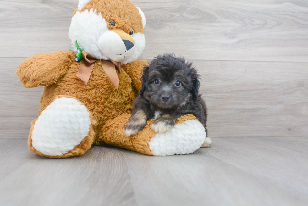 Little Aussiepoo Poodle Mix Puppy