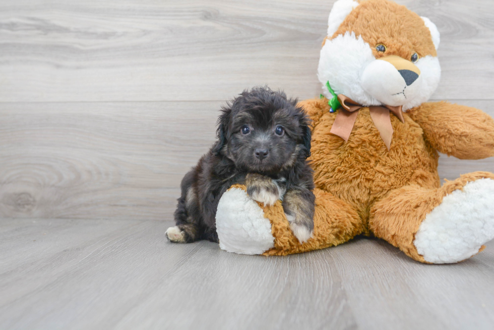 Mini Aussiedoodle Puppy for Adoption