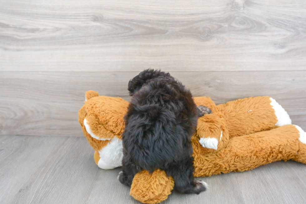 Friendly Mini Aussiedoodle Baby