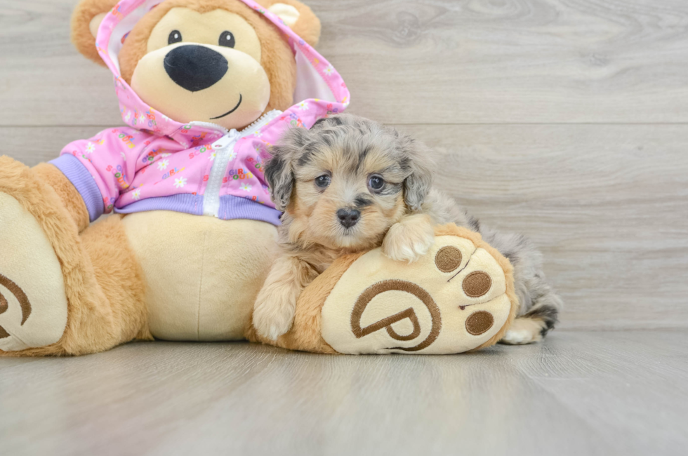 5 week old Mini Aussiedoodle Puppy For Sale - Premier Pups