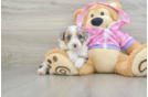 Mini Aussiedoodle Puppy for Adoption