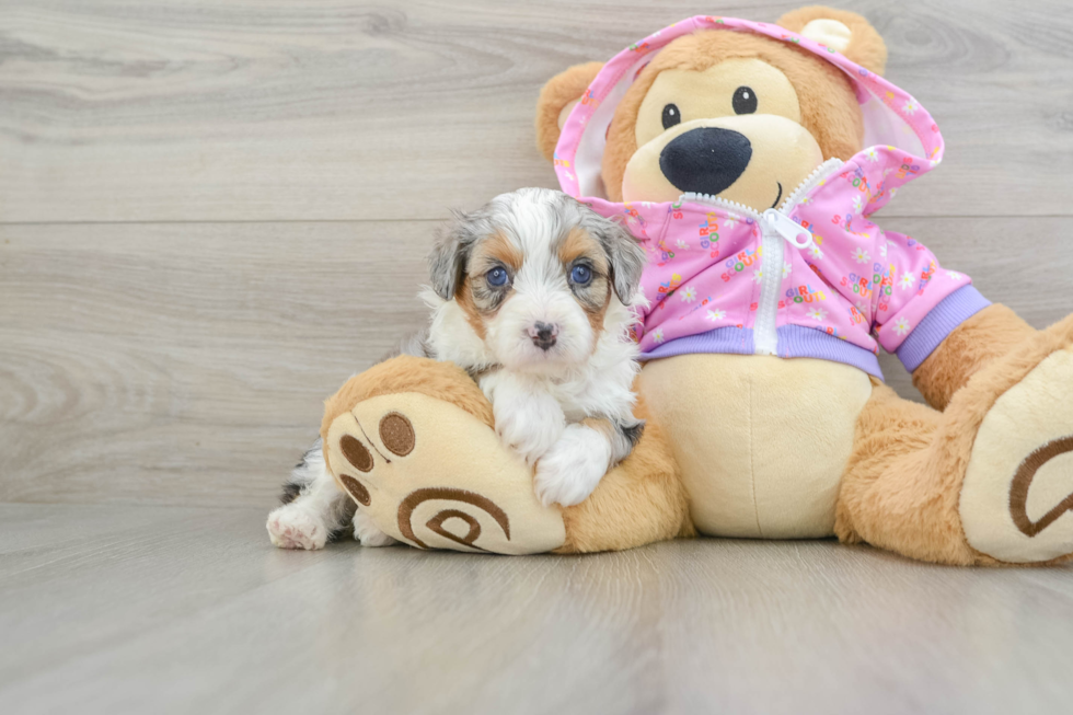 Mini Aussiedoodle Puppy for Adoption