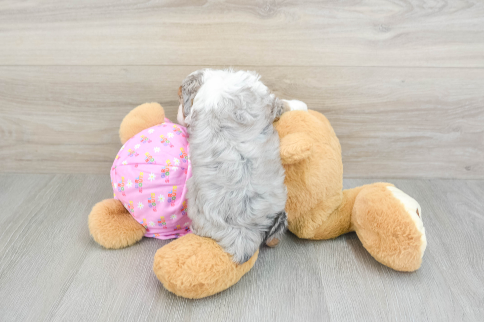 Mini Aussiedoodle Pup Being Cute