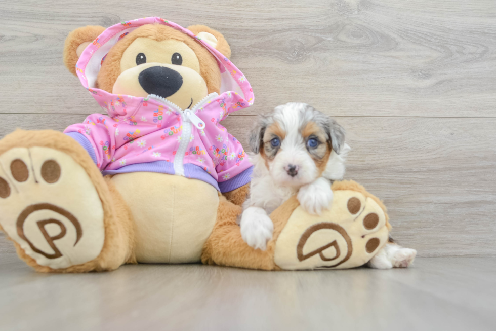 Mini Aussiedoodle Puppy for Adoption