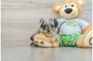 Mini Aussiedoodle Pup Being Cute
