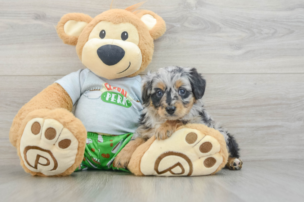 6 week old Mini Aussiedoodle Puppy For Sale - Premier Pups