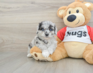 6 week old Mini Aussiedoodle Puppy For Sale - Premier Pups