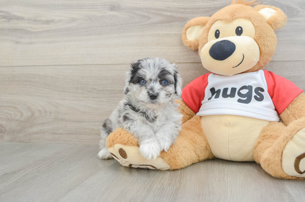 5 week old Mini Aussiedoodle Puppy For Sale - Premier Pups