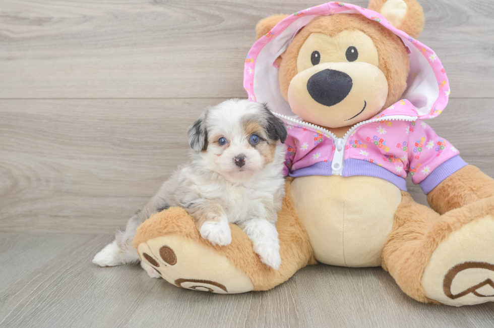 5 week old Mini Aussiedoodle Puppy For Sale - Premier Pups