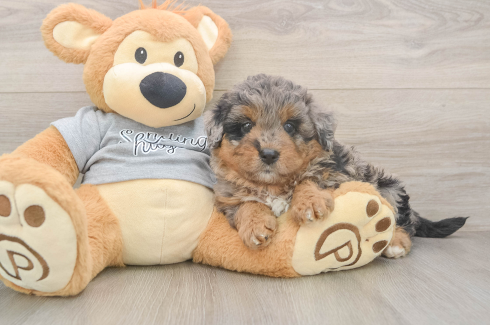 6 week old Mini Aussiedoodle Puppy For Sale - Premier Pups