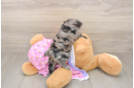 Smart Mini Aussiedoodle Poodle Mix Pup