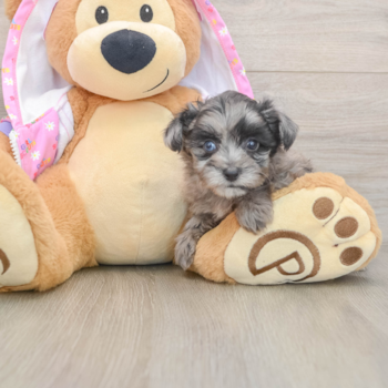 Mini Aussiedoodle Pup Being Cute