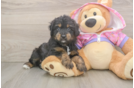 Funny Mini Aussiedoodle Poodle Mix Pup