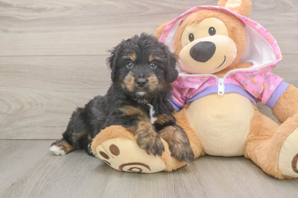 Funny Mini Aussiedoodle Poodle Mix Pup