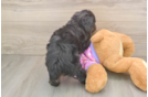 Best Mini Aussiedoodle Baby