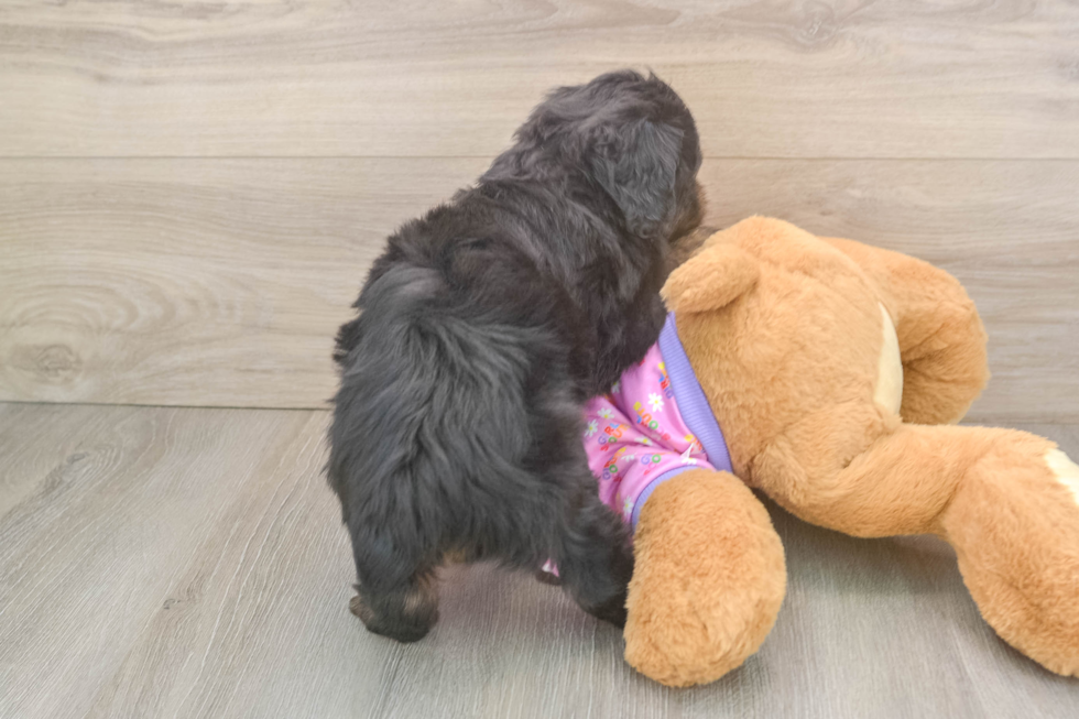 Best Mini Aussiedoodle Baby