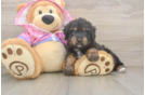 Friendly Mini Aussiedoodle Baby