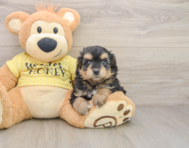 8 week old Mini Aussiedoodle Puppy For Sale - Premier Pups