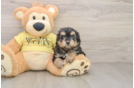 Mini Aussiedoodle Pup Being Cute