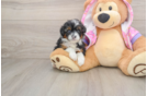 Mini Aussiedoodle Puppy for Adoption