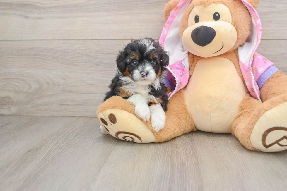 Mini Aussiedoodle Puppy for Adoption