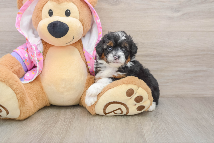 Best Mini Aussiedoodle Baby