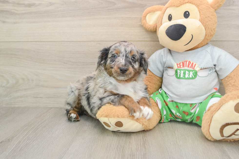 Smart Mini Aussiedoodle Poodle Mix Pup