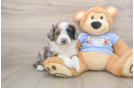 Funny Mini Aussiedoodle Poodle Mix Pup