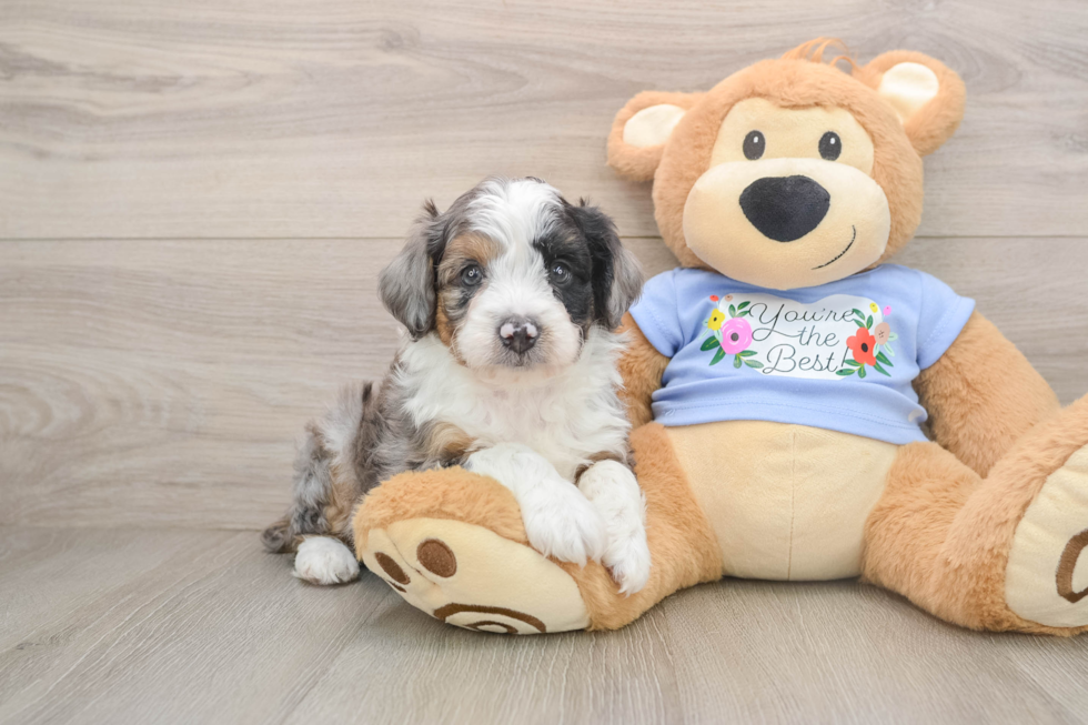 Funny Mini Aussiedoodle Poodle Mix Pup