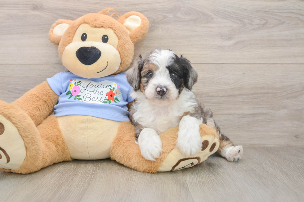 Playful Aussiepoo Poodle Mix Puppy