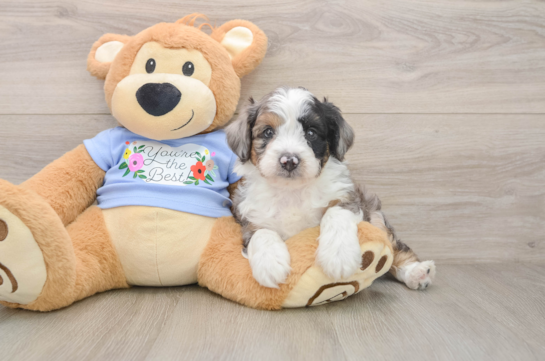 Playful Aussiepoo Poodle Mix Puppy