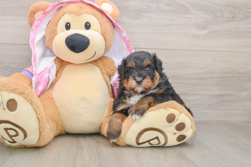 Mini Aussiedoodle Pup Being Cute